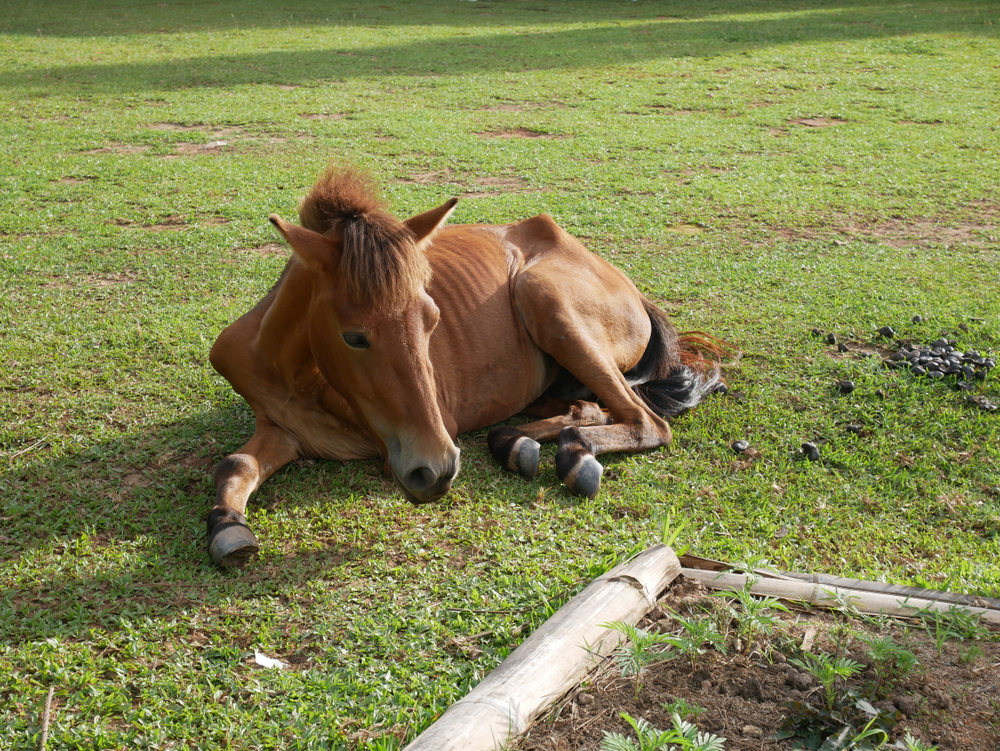 Photo on the Equine herpesvirus myeloencephalopathy in horses page