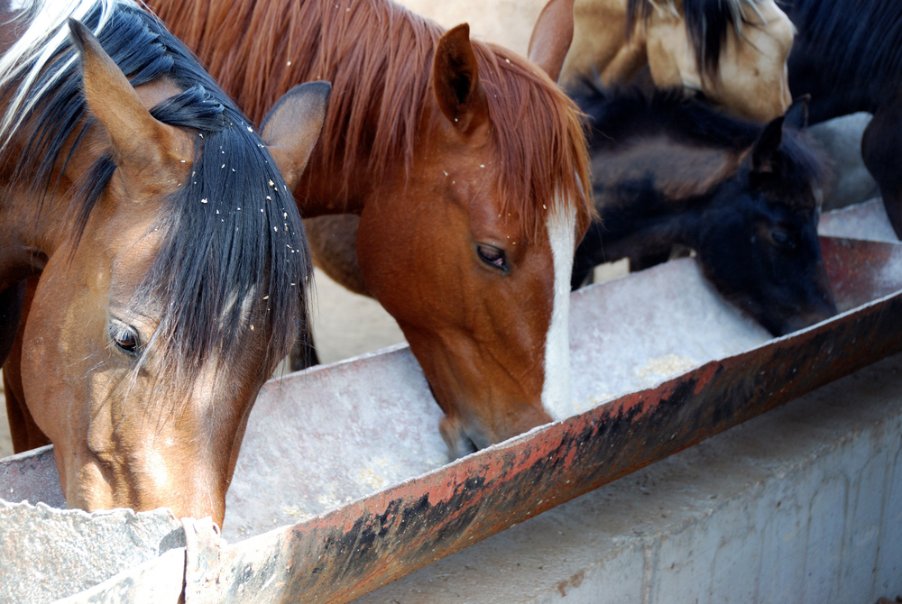 Photo on the Equine Protozoal Myeloencephalitis prevention page