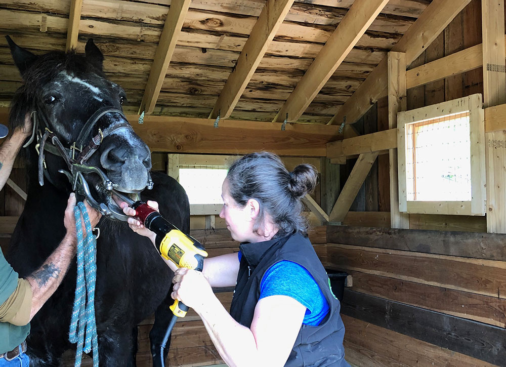Equine Dental Care Vet in New Berlin Leatherstocking Veterinary Group