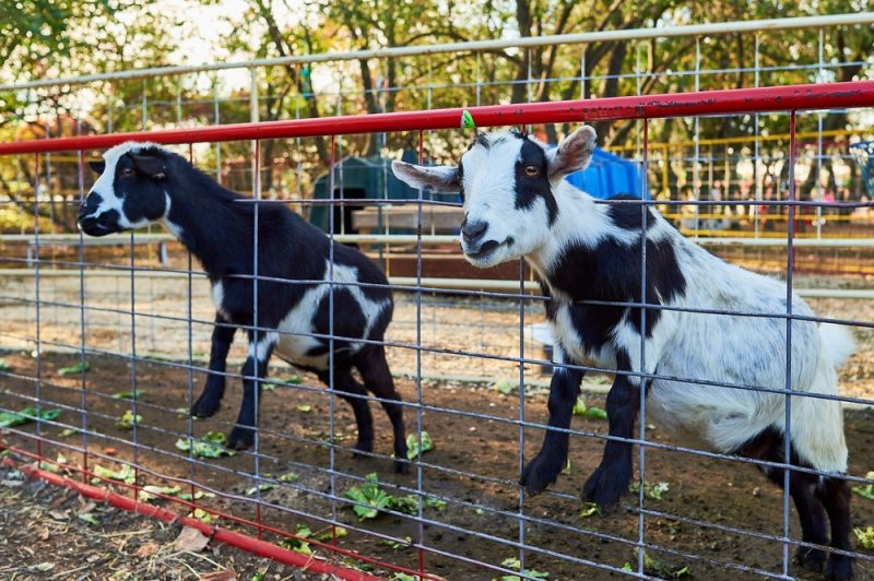 Footrot in Sheep and Goats Leatherstocking Veterinary Group