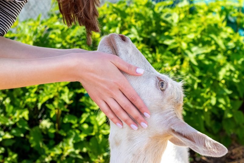 Sore Mouth in Sheep and Goats Leatherstocking Veterinary Group