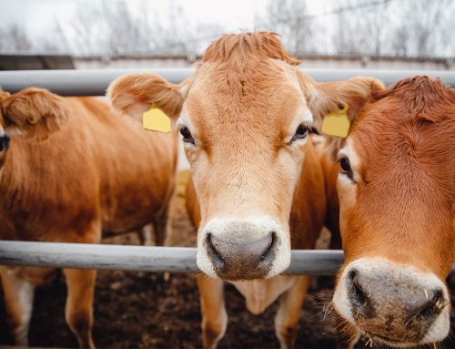 Antibiotic Stewardship Beef and Dairy Cattle