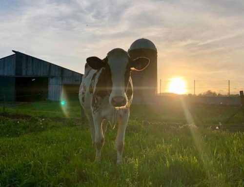 The Decline of Dairy Farms: Understanding the Shift in the Dairy Industry